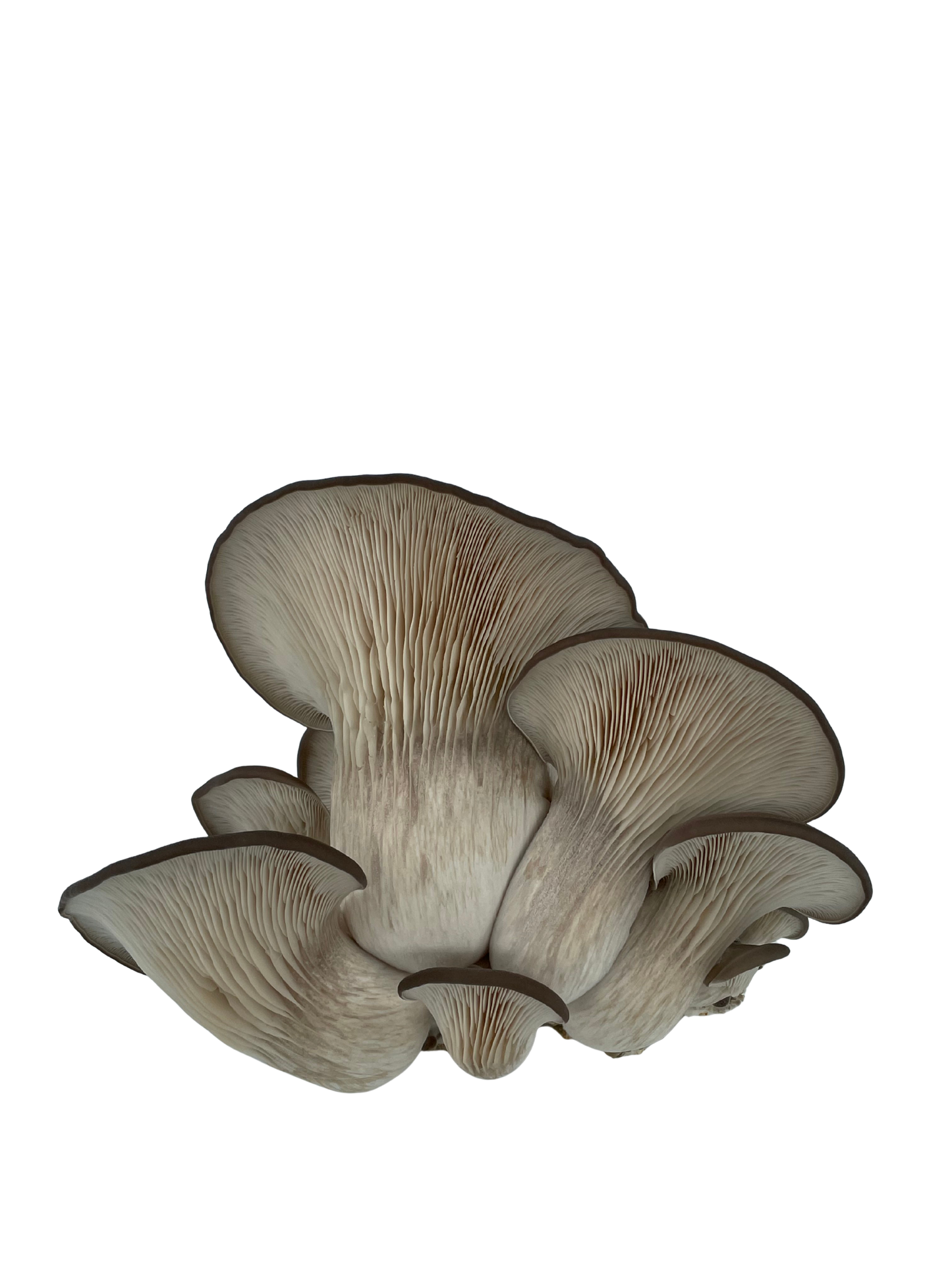 Blågrå østerssopp - mini dyrkesett