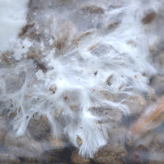 Enoki (Flammulina filiformis var. 'winter')