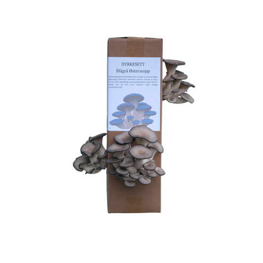 Blågrå østerssopp - dyrkesett