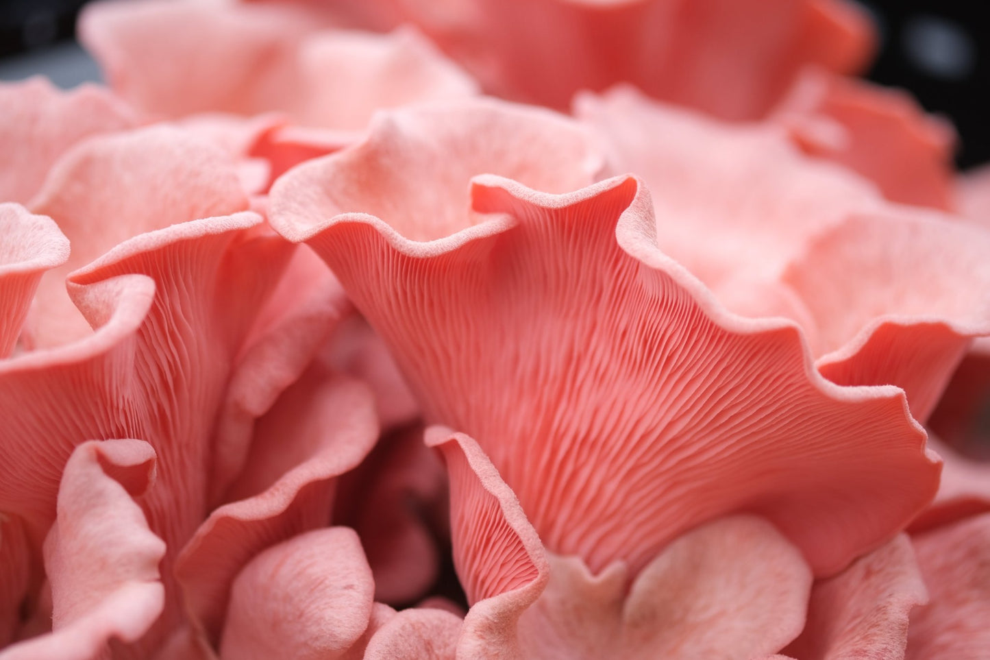 Rosa østerssopp - mini dyrkesett - Hella Sopperi