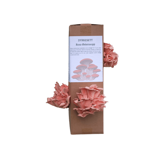 Rosa østerssopp - XL dyrkesett - Hella Sopperi