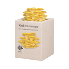 Gul østerssopp - mini dyrkesett