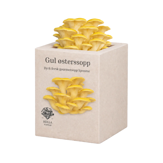 Gul østerssopp - mini dyrkesett