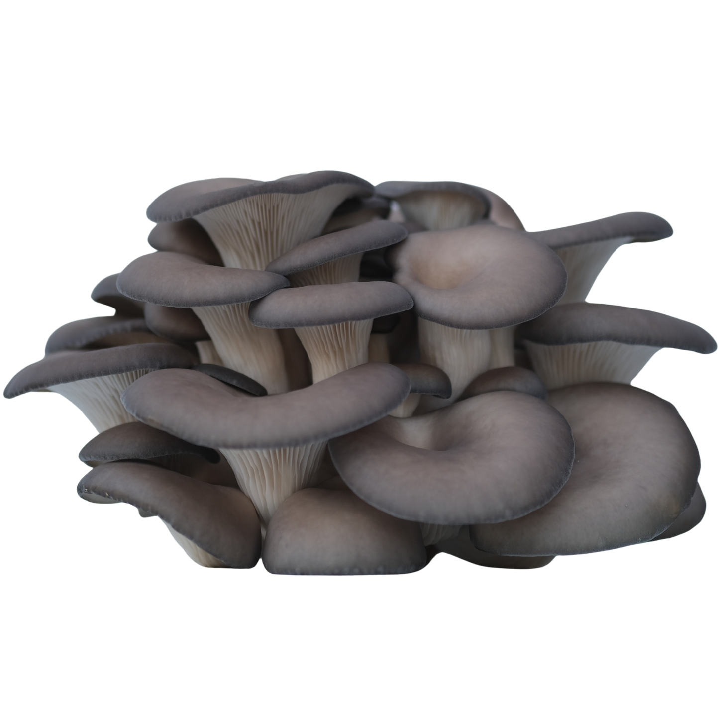 Soppdyrkekurs hos Stene Matglede