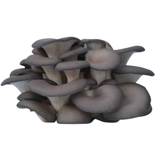 Soppdyrkekurs hos Stene Matglede