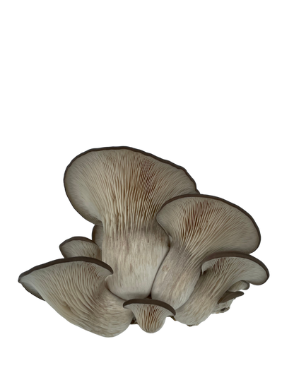 Blågrå østerssopp - mini dyrkesett