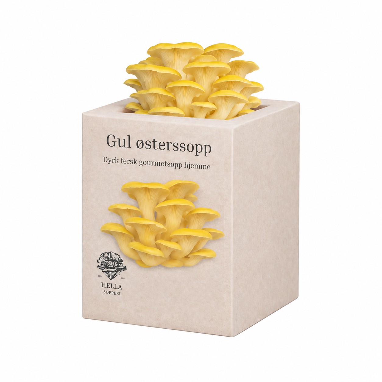 Gul østerssopp - mini dyrkesett