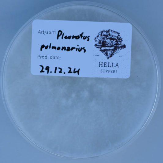 Pleurotus pulmonarius