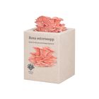 Rosa østerssopp - mini dyrkesett