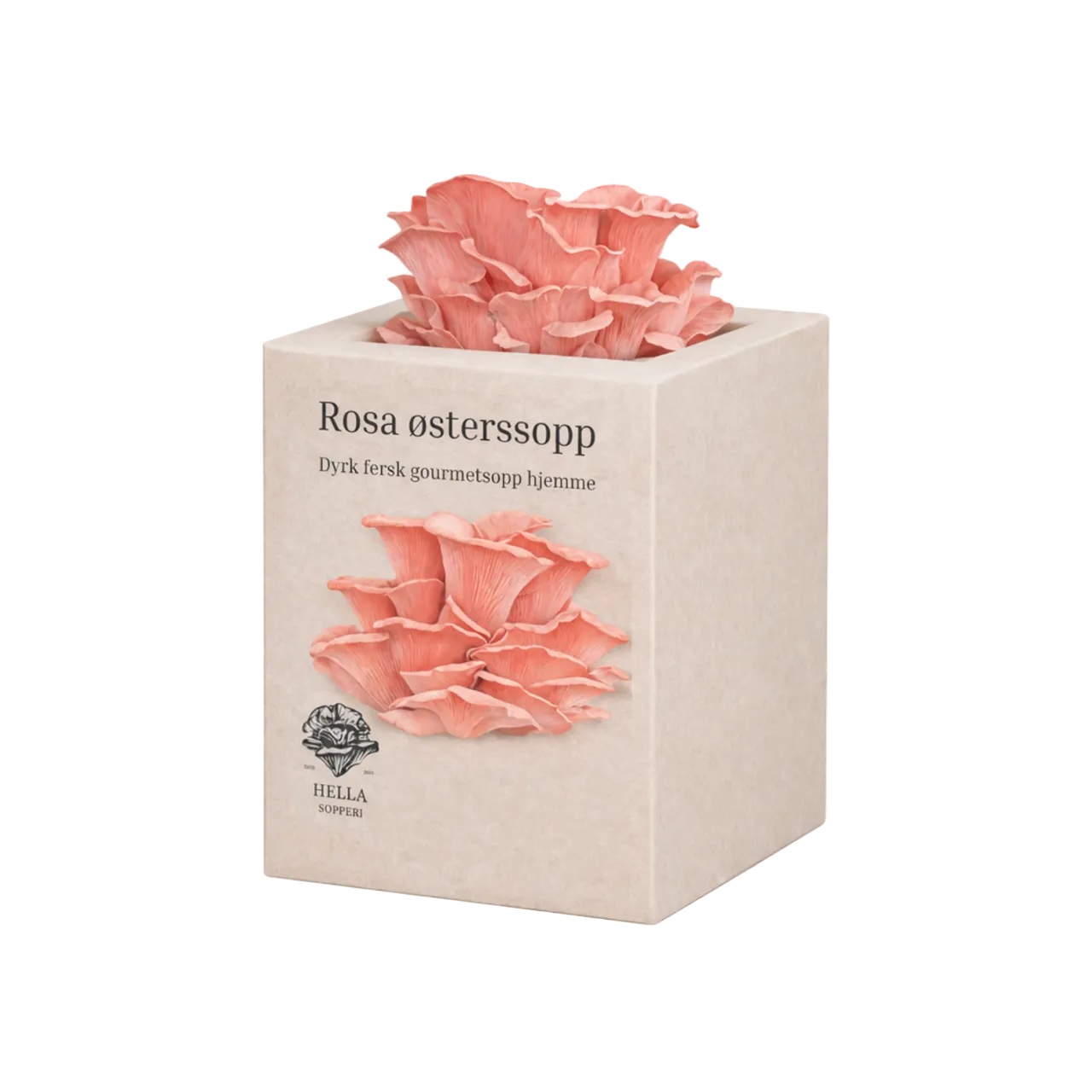 Rosa østerssopp - mini dyrkesett