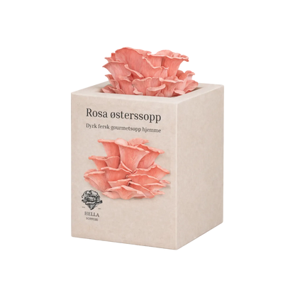 Rosa østerssopp - mini dyrkesett