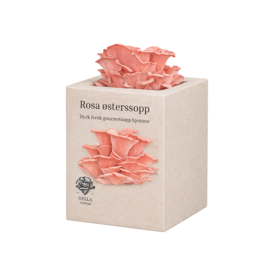 Rosa østerssopp - mini dyrkesett