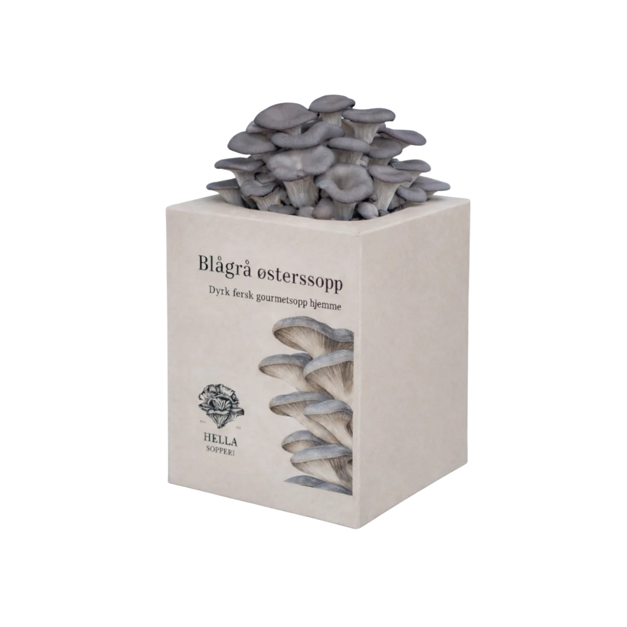 Blågrå østerssopp - mini dyrkesett