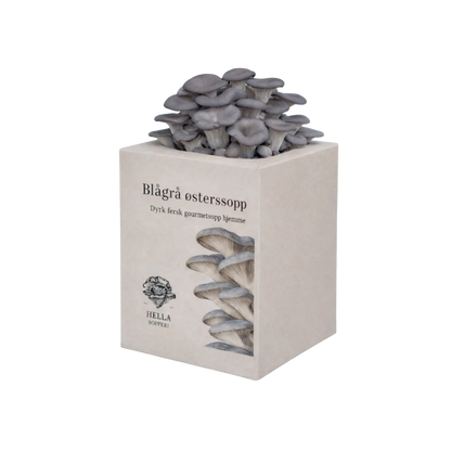 Blågrå østerssopp - mini dyrkesett