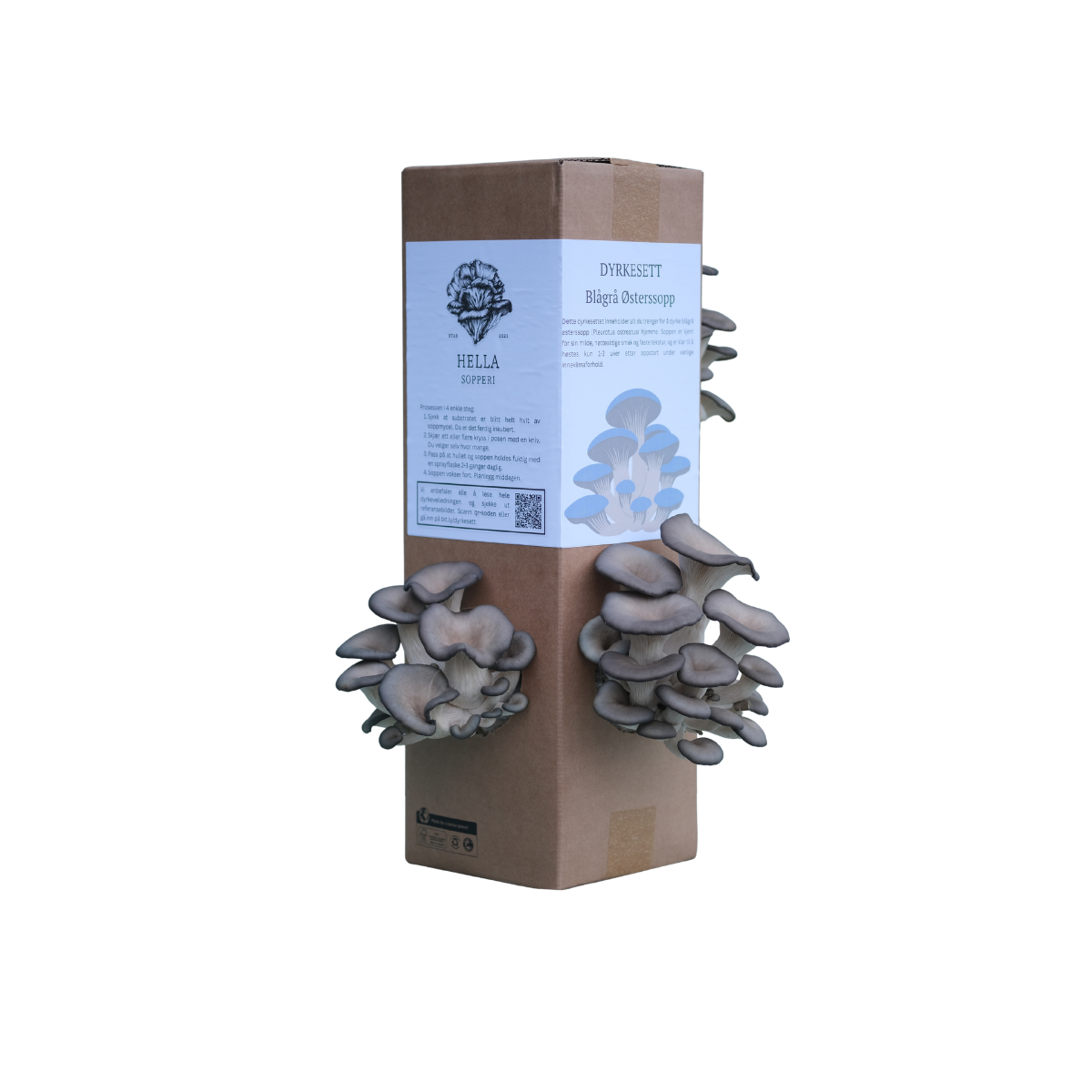 Blågrå østerssopp - dyrkesett