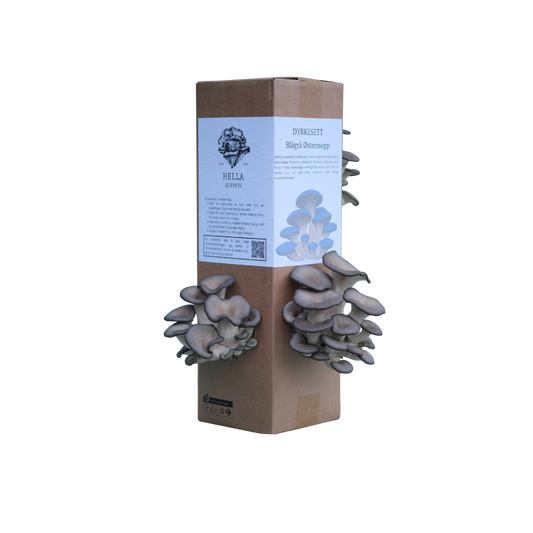 Blågrå østerssopp - dyrkesett