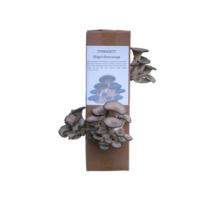 Blågrå østerssopp - dyrkesett