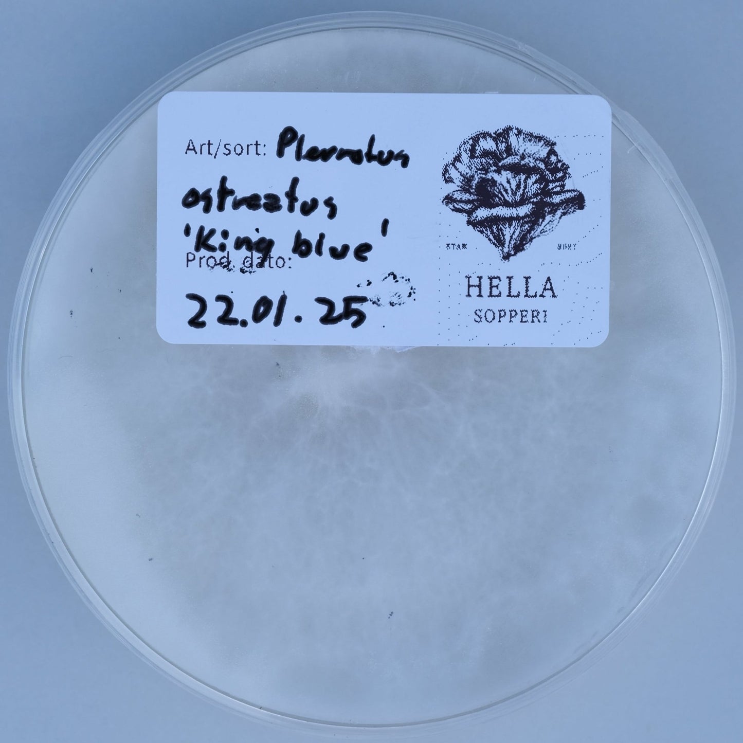 Blågrå østerssopp (Pleurotus ostreatus var. 'king blue') - Hella Sopperi