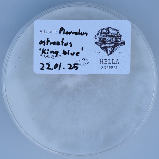 Blågrå østerssopp (Pleurotus ostreatus var. 'king blue') - Hella Sopperi