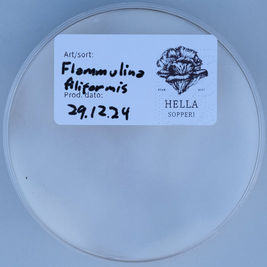 Enoki (Flammulina filiformis 'winter') - Hella Sopperi