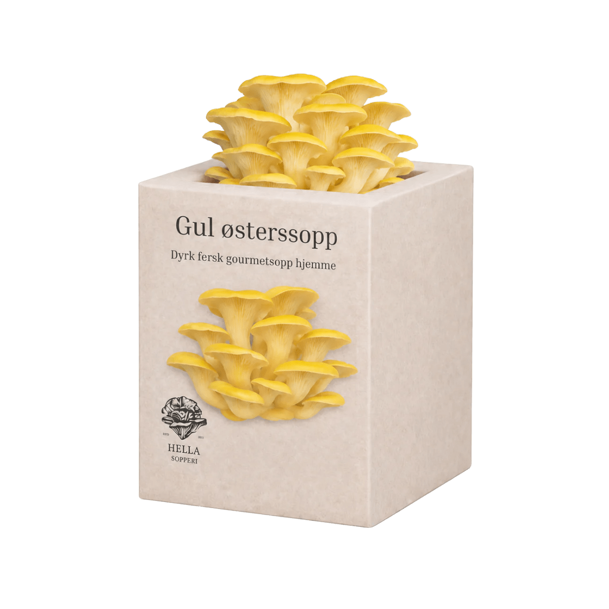 Gul østerssopp - mini dyrkesett - Hella Sopperi