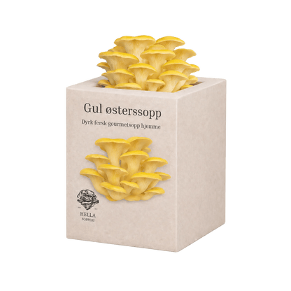 Gul østerssopp - mini dyrkesett - Hella Sopperi