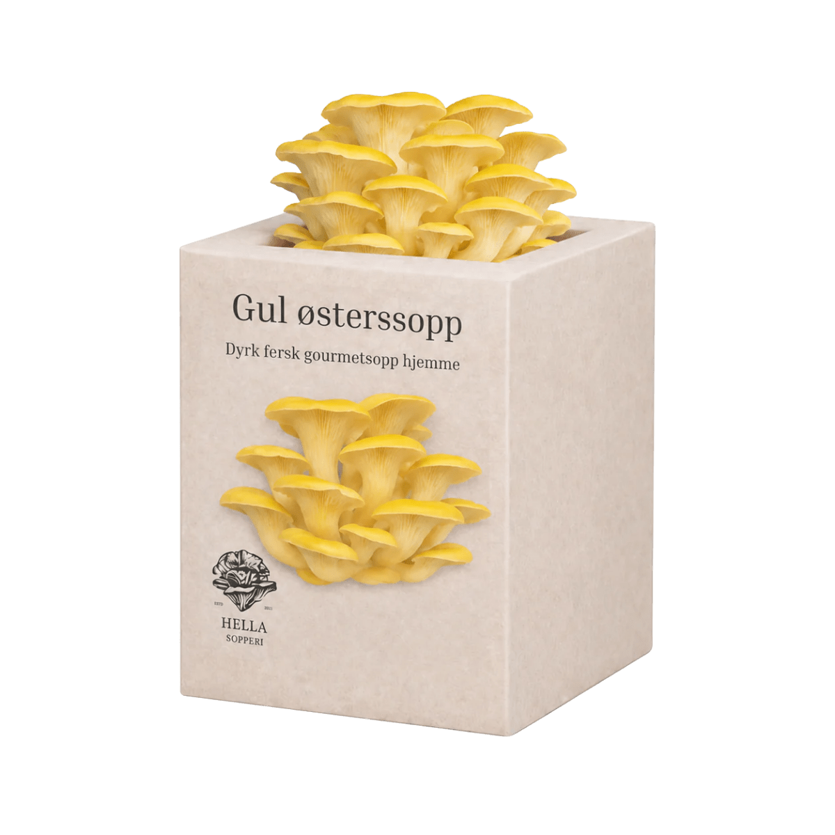 Gul østerssopp - mini dyrkesett - Hella Sopperi
