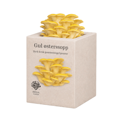 Gul østerssopp - mini dyrkesett - Hella Sopperi