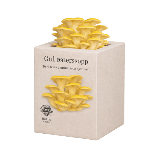 Gul østerssopp - mini dyrkesett - Hella Sopperi