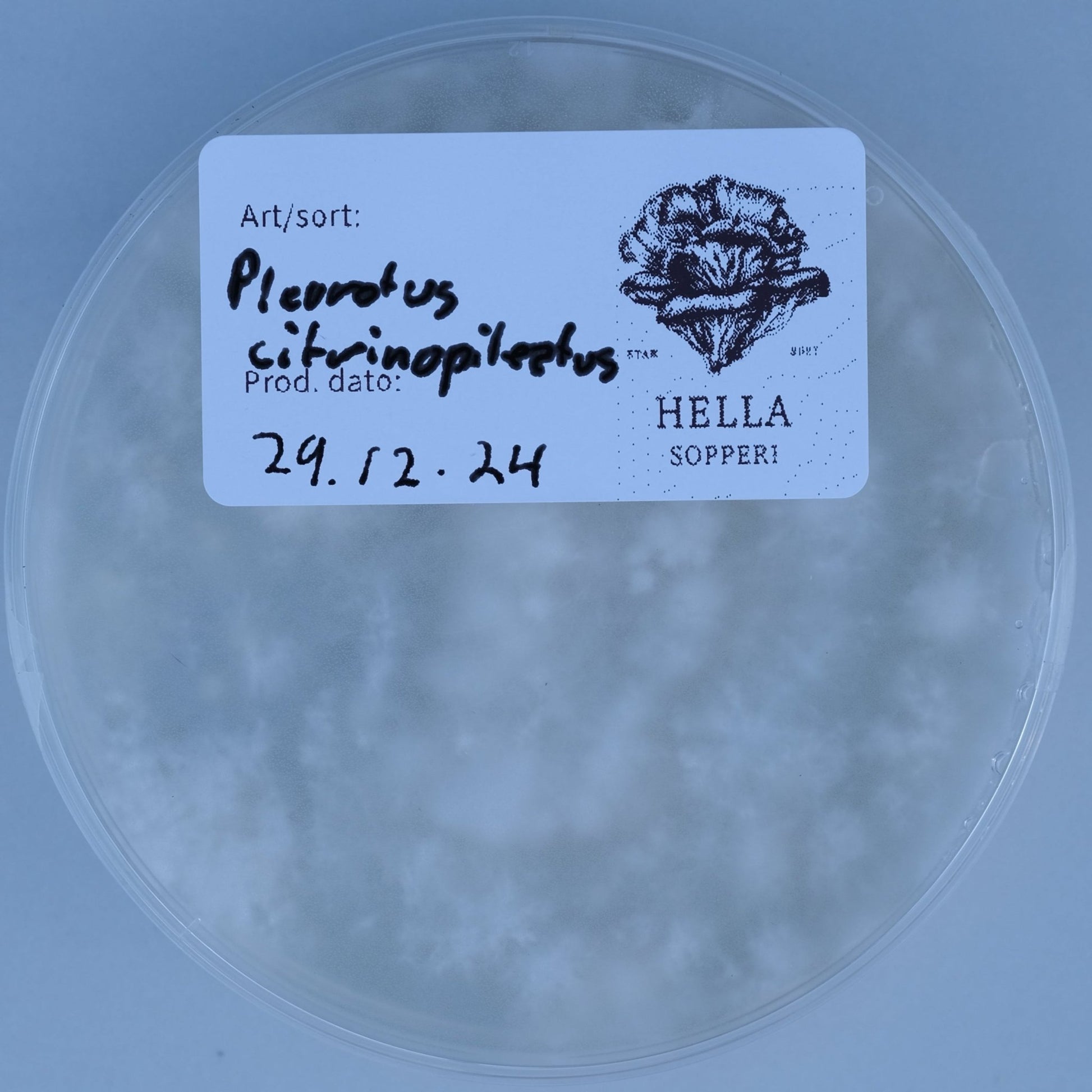 Gul østerssopp (Pleurotus citrinopileatus var 'Golden Treasure') - Hella Sopperi
