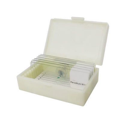 Ferdige histologipreperater, 6 stk