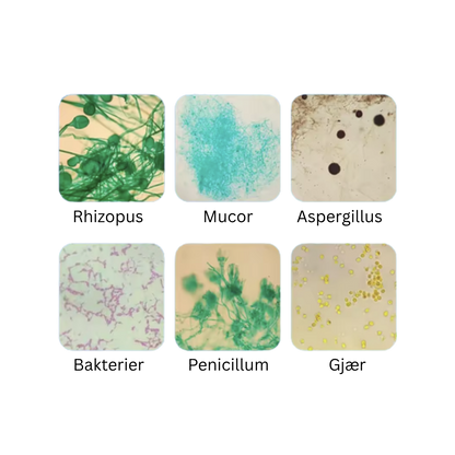 Ferdige histologipreperater, 6 stk