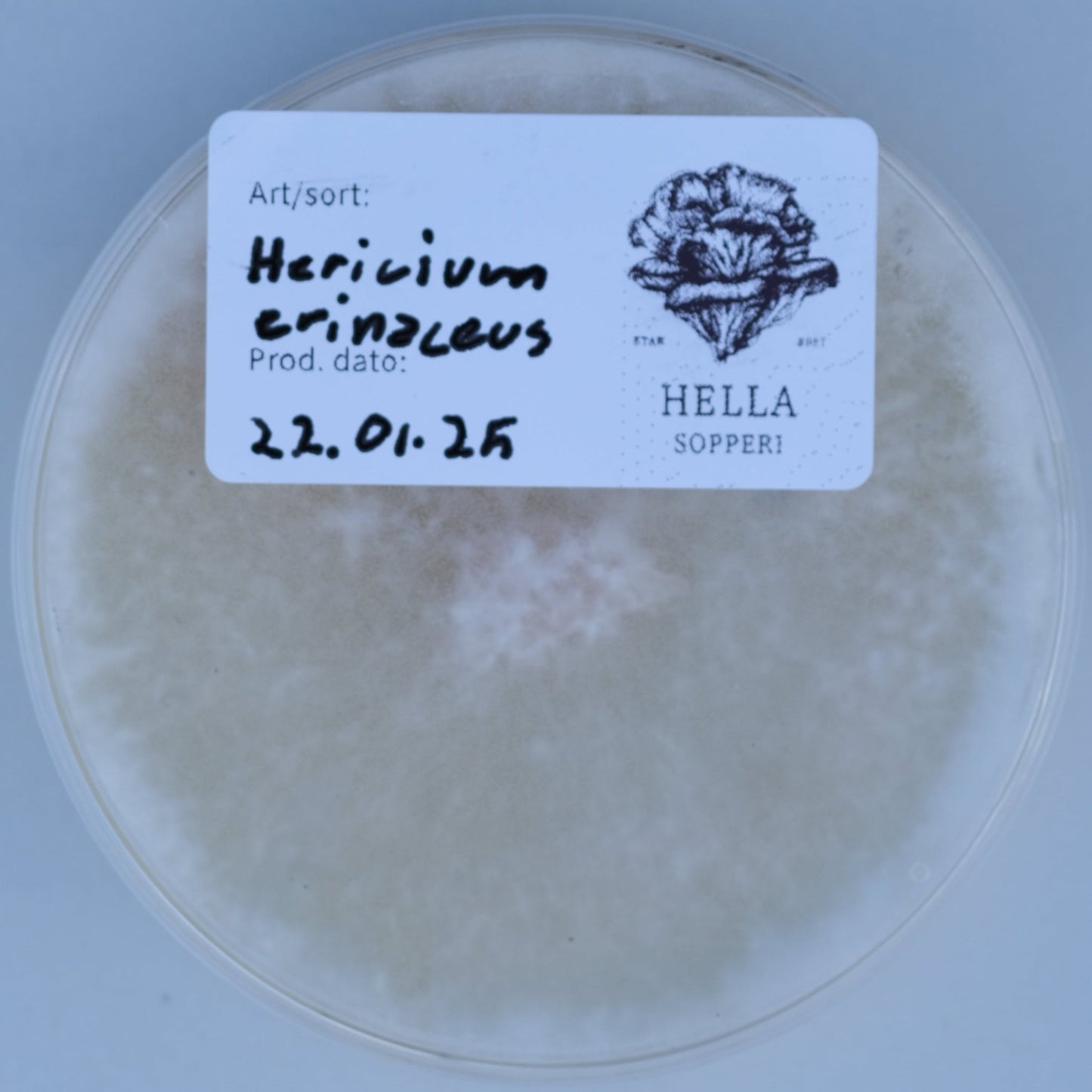 Piggsvinsopp (Hericium erinaceus) - Hella Sopperi