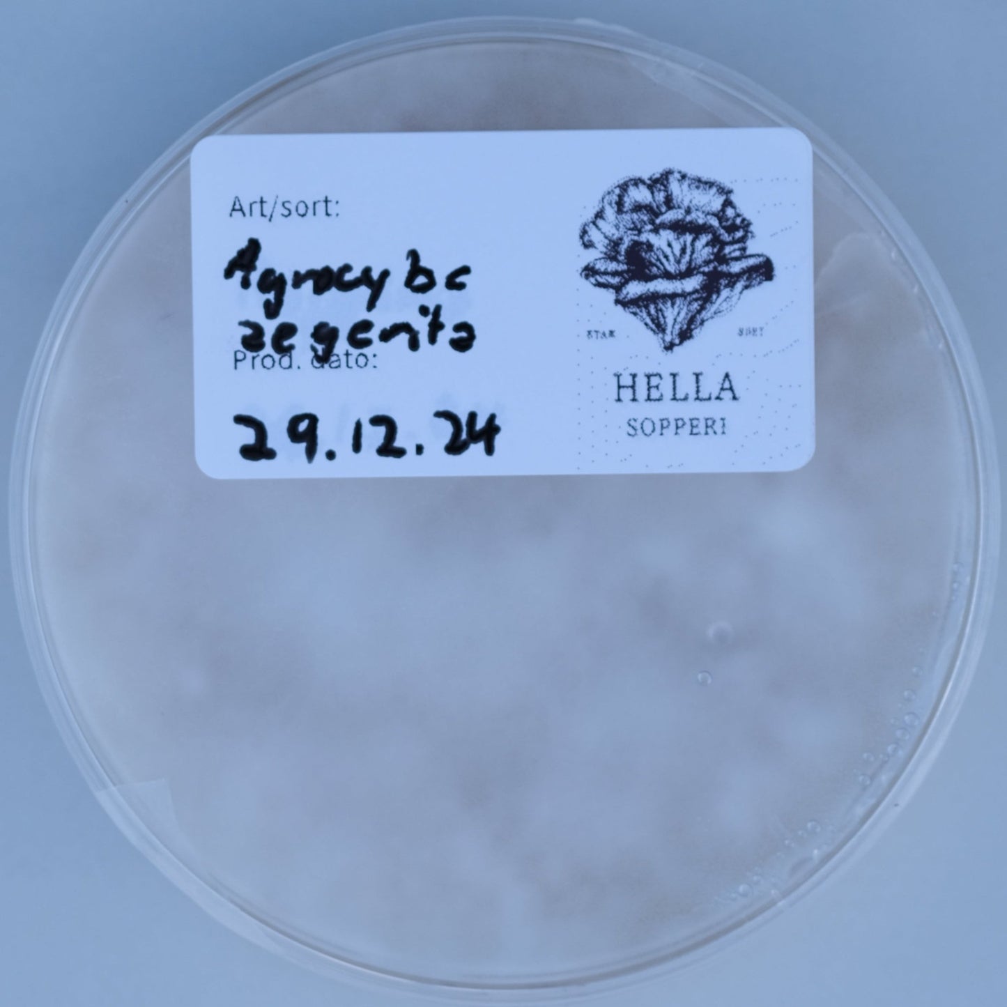 Pioppino (Agrocybe aegerita) - Hella Sopperi