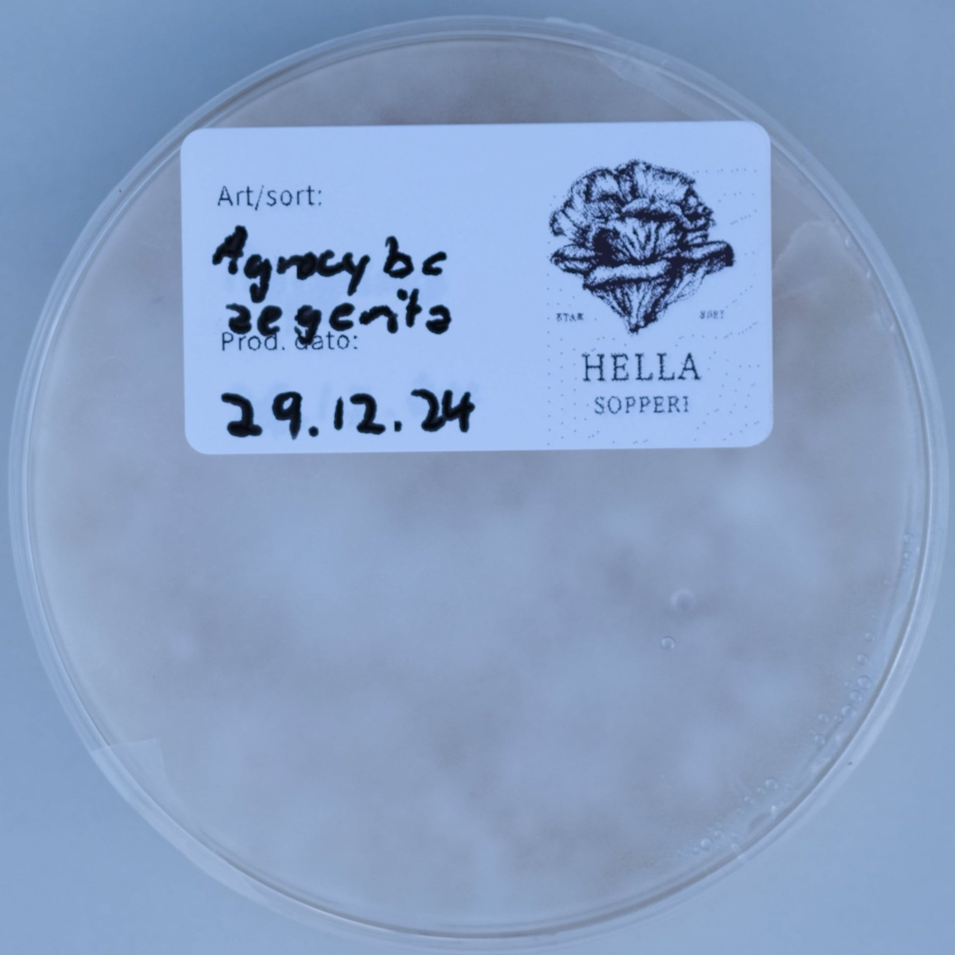 Pioppino (Agrocybe aegerita) - Hella Sopperi