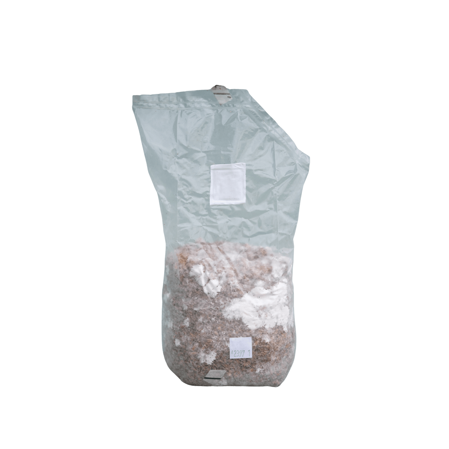 Pioppino (Cyclocybe aegerita) 2 kg - Hella Sopperi