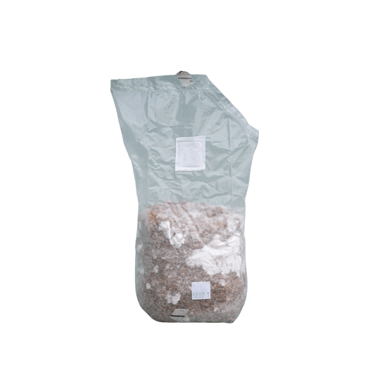 Pioppino (Cyclocybe aegerita) 2 kg - Hella Sopperi
