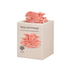 Rosa østerssopp - mini dyrkesett - Hella Sopperi