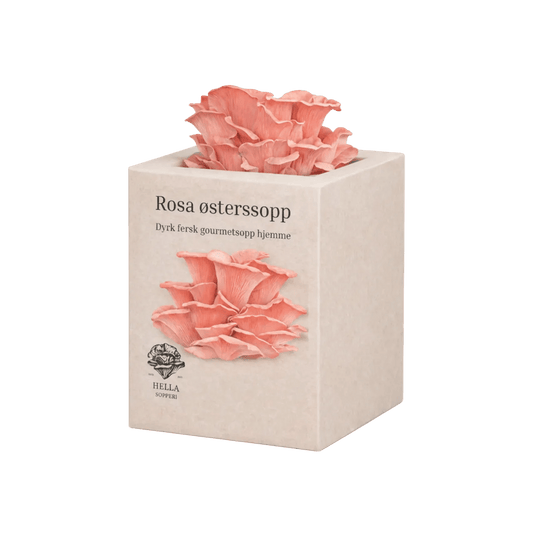 Rosa østerssopp - mini dyrkesett - Hella Sopperi