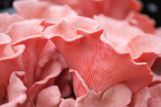 Rosa østerssopp - mini dyrkesett - Hella Sopperi