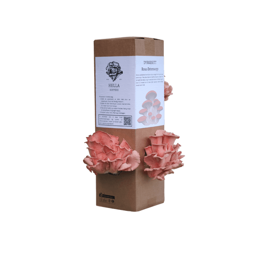 Rosa østerssopp - XL dyrkesett - Hella Sopperi