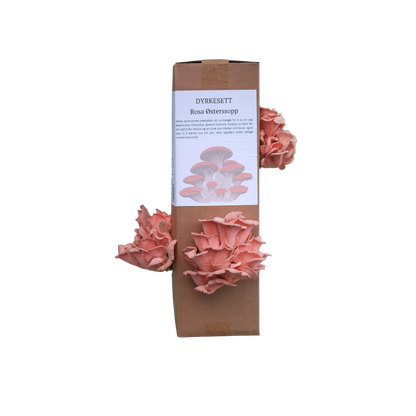 Rosa østerssopp - dyrkesett (kun forhåndsbestilling)