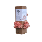 Rosa østerssopp - XL dyrkesett