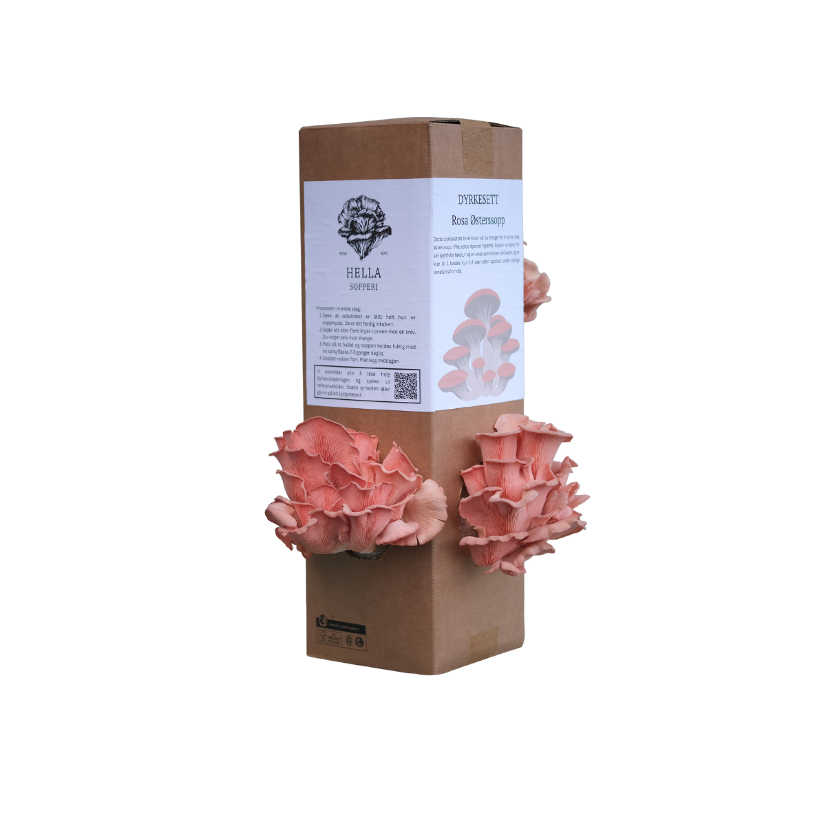 Rosa østerssopp - dyrkesett (kun forhåndsbestilling)