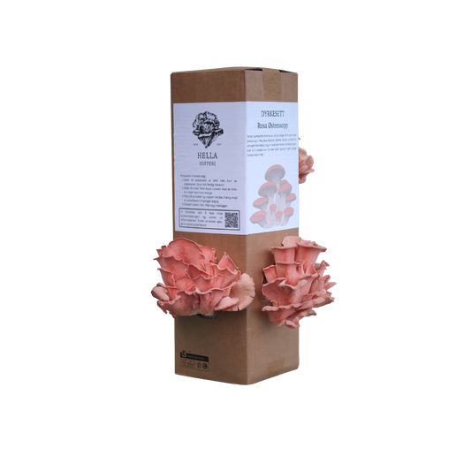 Rosa østerssopp - dyrkesett (kun forhåndsbestilling)