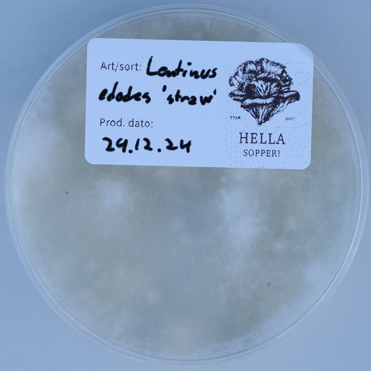 Shiitake (Lentinus edodes var. 'straw') - Hella Sopperi