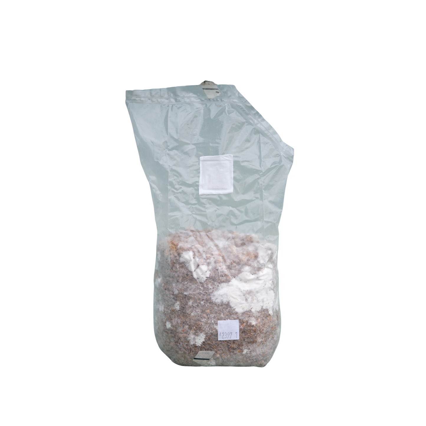 Gul østerssopp (Pleurotus citrinopileatus var. 'Golden Treasure')