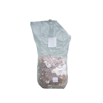 Gul østerssopp (Pleurotus citrinopileatus var. 'Golden Treasure')