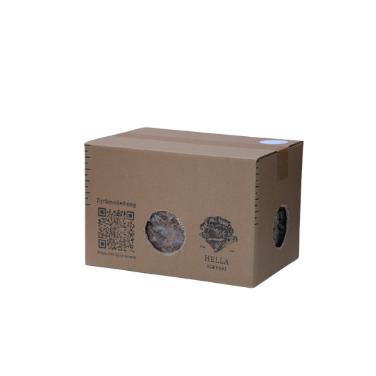 Piggsvinsopp (Lions mane) - dyrkesett